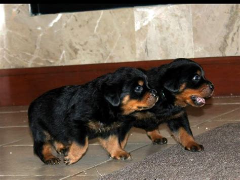 rottweiler puppies for sale in riverside